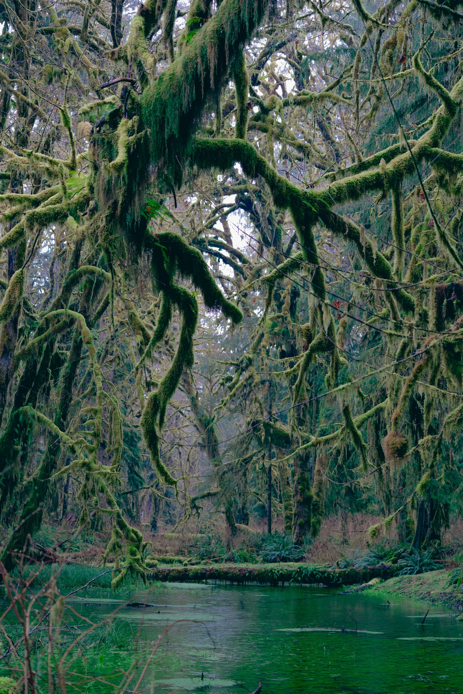Quinault Rainforest, Olympic